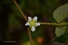 Rubus ellipticus